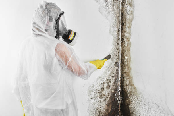 Best Same-Day Mold Removal  in Ansonia, OH