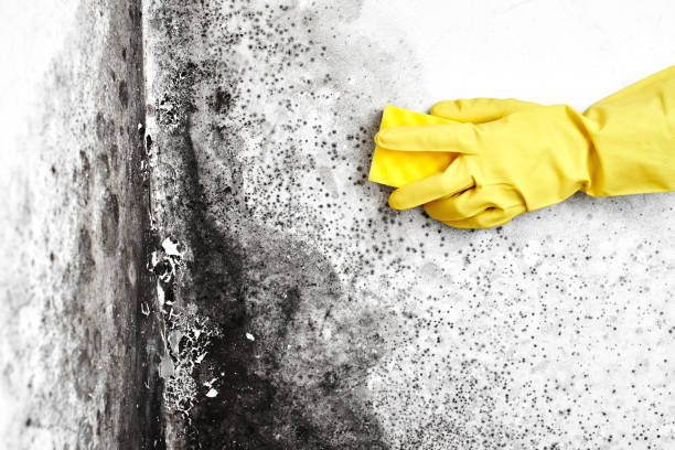 Best Fast Mold Removal  in Ansonia, OH