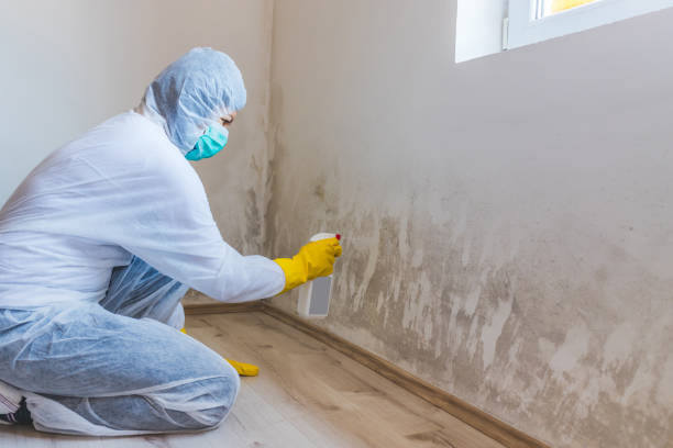 Best Attic Mold Removal  in Ansonia, OH