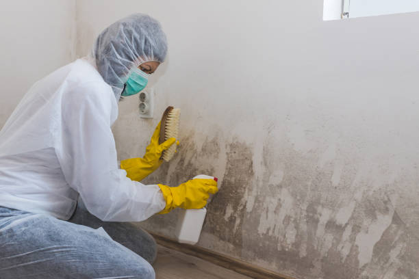 Best Professional Mold Removal  in Ansonia, OH