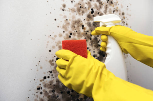 Mold Removal Process in Ansonia, OH