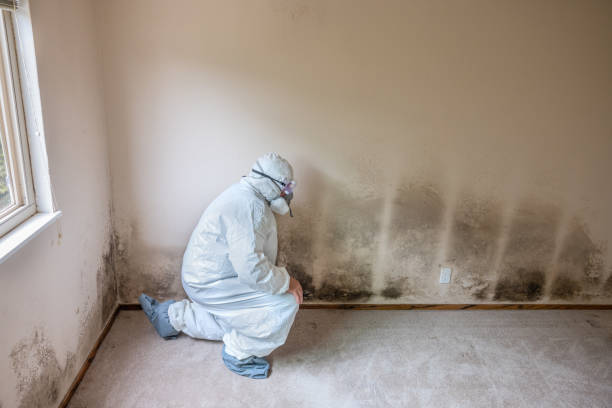 Certified Mold Removal in Ansonia, OH