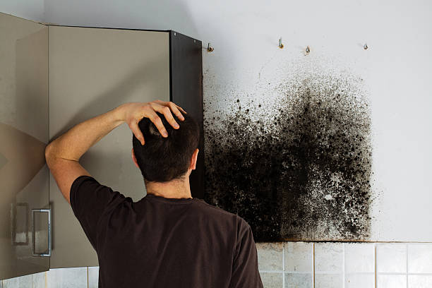 Best Mold Removal Process  in Ansonia, OH