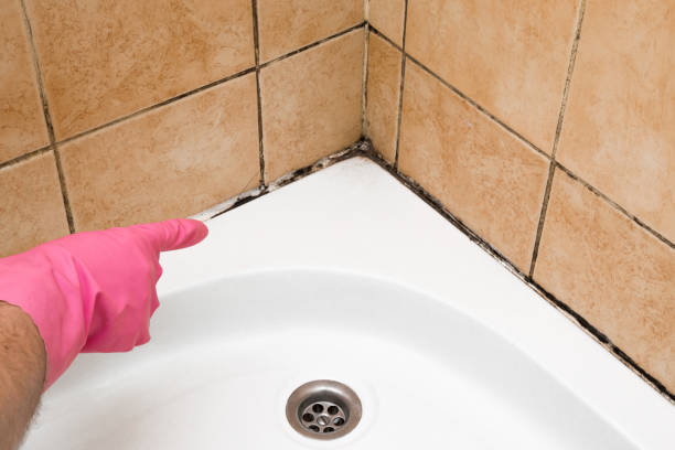 Best Mold Removal Company Near Me  in Ansonia, OH
